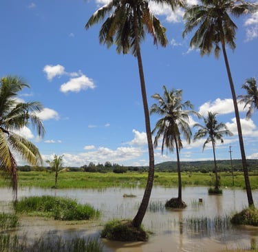 Coconut palms growing on individual islands surrounded by flood water, Tanzania