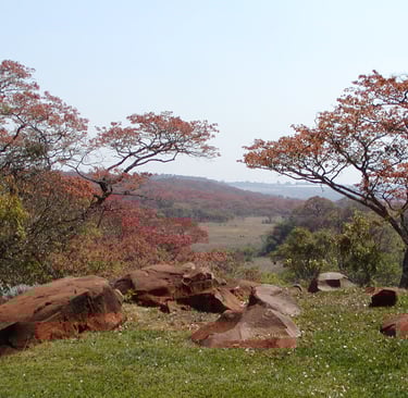 A view from an African garden overlooking Red Msasa trees and the veldt beyond
