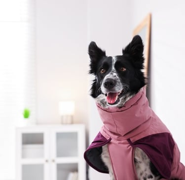 A black and white Border Collie wearing a pink waterproof winter dog coat indoors.