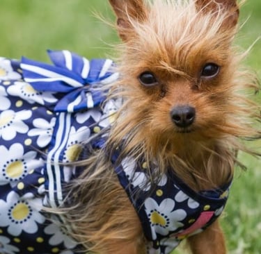 Perrita Yorkie vistiendo a la moda con un vestido floral, un moño muy coqueto, y un peinado único. 