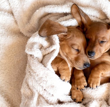 Twee puppy's liggen warm en veilig onder een zachte hondenmand deken.