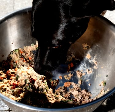 Zwarte hond eet vers natvoer uit grote metalen hondenbak