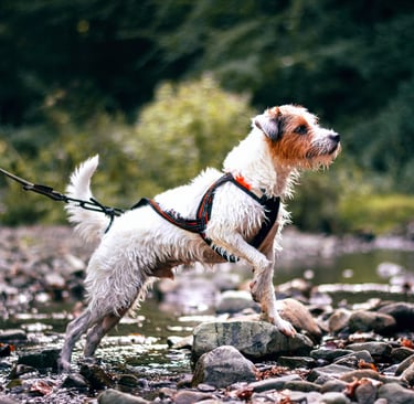 Hond met ergonomisch anti-trektuigje loopt rustig langs het water