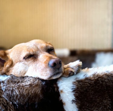 Hond slaapt vredig op een zacht warmtekussen tijdens een koude dag.