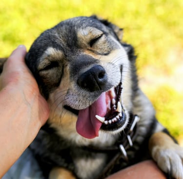 Gelukkige, gezonde hond geniet van een aai over zijn kop na een succesvolle oorverzorging.