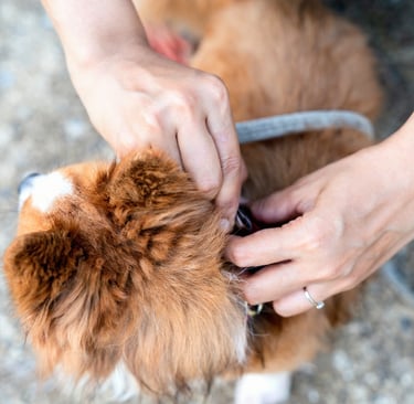 Uitleg van de twee-vinger regel voor de juiste pasvorm van een hondentuigje