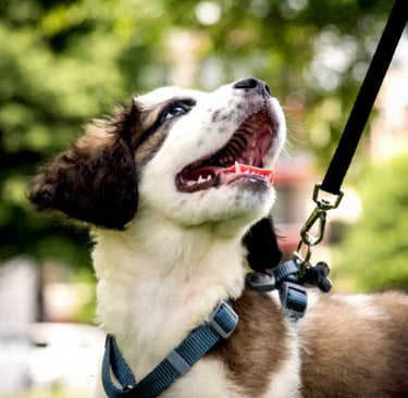 Gelukkige hond kijkt omhoog naar baasje tijdens wandeling aan de riem