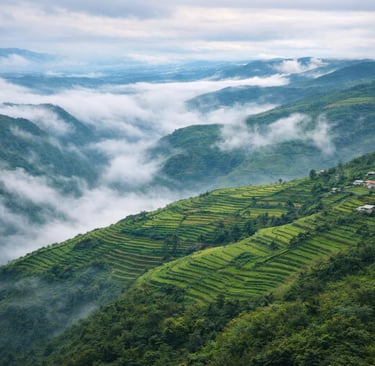 Lush green terraced rice fields on a misty mountain slope in a tropical highland valley.