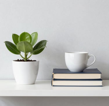 green plant on white ceramic pot
