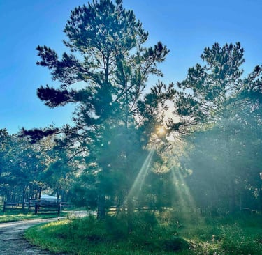 sun beaming through trees