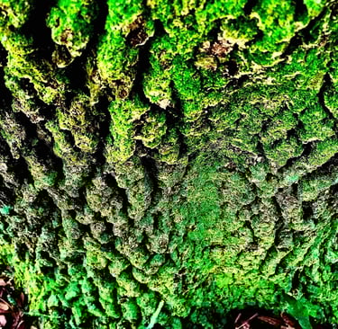 a tree trunk with moss