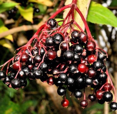 County Antrim Elderberries