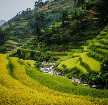 Rizière de Mu Cang Chai