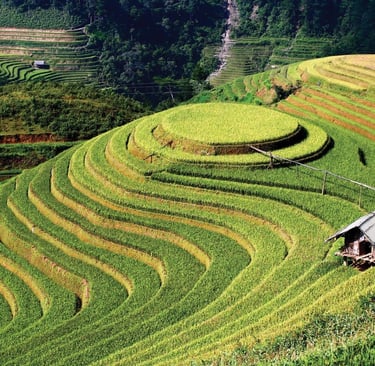 Rizière de Mu Cang Chai