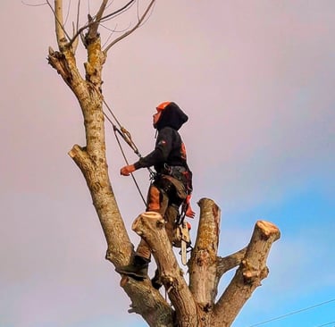 Professional arborist in safety gear climbing a tall tree for pruning and maintenance services.