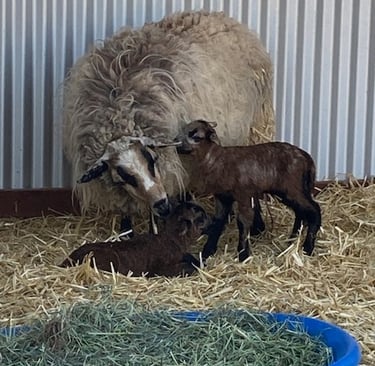 A Navajo-Churro sheep with 2 lambs