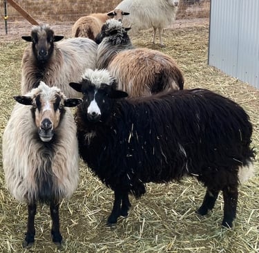 A small flock of Navajo-Churro sheep ewes 