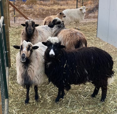 A small flock of Navajo-Churro sheep ewes only