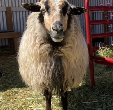 A Navajo-Churro ewe sheep standing by a red hay feeder