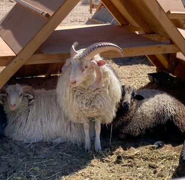 2 Navajo-churro rams and 1 Barbados Blackbelly ram