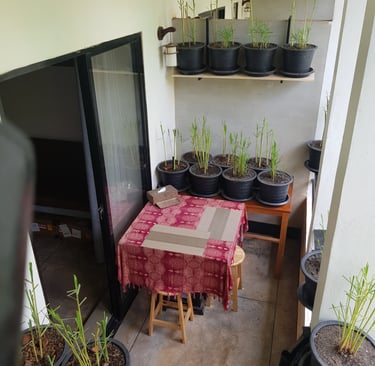 alt="Potted citronella or herbal plants arranged on shelves and tables on a balcony terrace"