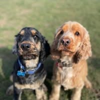 two happy spaniels cared for by Bark and Ride with Suzanne