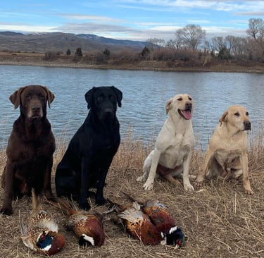 Labrador Retrievers after pheasant hunt