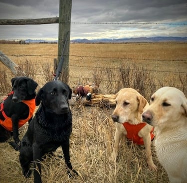 Labrador Retrievers after pheasant hunt