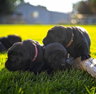 Labrador Retriever puppy pile