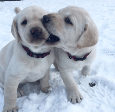Labrador Retriever puppies in snow