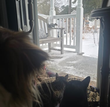 A dog and three cats watch from inside a door while a squirrel sits on a bench on the porch
