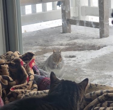 A squirrel eats bird food right outside the door while a cat watches from inside