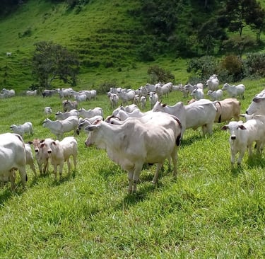 Fazenda de pecuária de cria com vacas paridas
