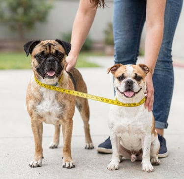 persona con cinta metrica midiendo a perros