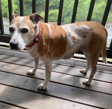 a dog standing on a deck