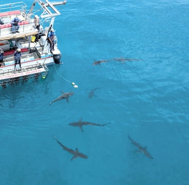 Shark Cage Diving Activities at White Shark Guest House in Gansbaai
