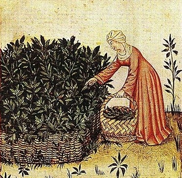 Plate from the 15th century Tacuinum Sanitatis - Woman in red medieval dress gathering sage