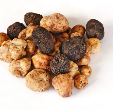 tartufo negra e bianca no brasil para pregiato tartufo