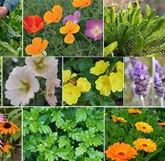 collage of different flowers