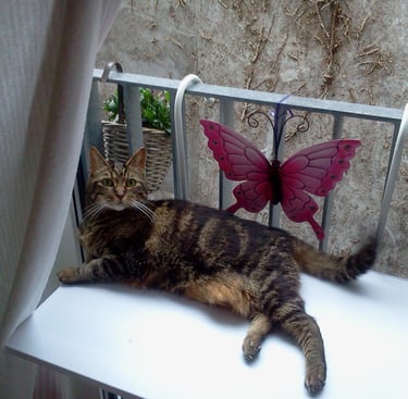 Dierenhealing