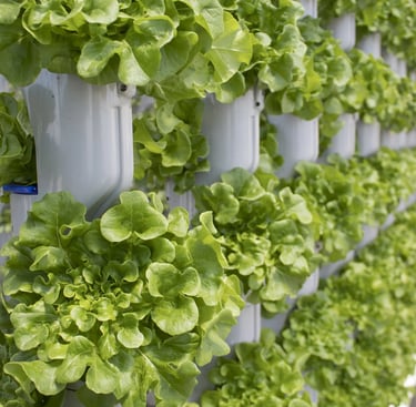 hydrophonics
