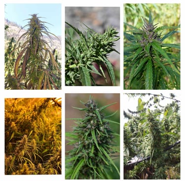 Collage of Landrace Strains from the Point of Origin