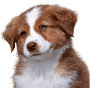 Australian Shepherd Welpe blickt neugierig in die Kamera – vertrauensvoller Kursstart bei Takoda