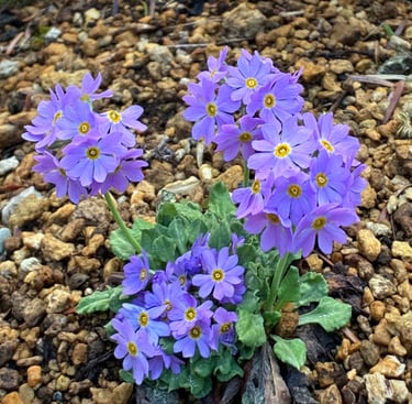 El uso eficaz de las esencias florales - Terapica Holística en Barcelona