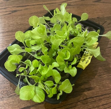 Lettuce seedlings in a black tray