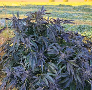 Example of a Modern Hybrid strain
