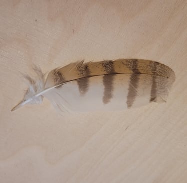 plume de chouette effraie Le Chemin de la Chouette 44