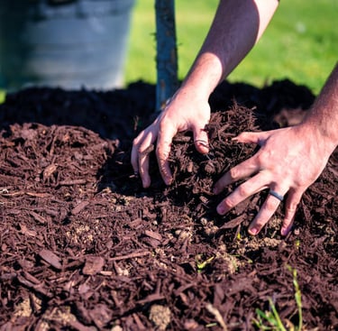 a gardening expert laying mulch around a tree