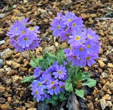 El uso eficaz de las esencias florales - Terapica Holística en Barcelona