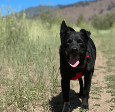 a dog is standing in the grass and looking at the camera